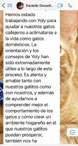 Danielle Gosselin ayuda gatas rescatadas #3